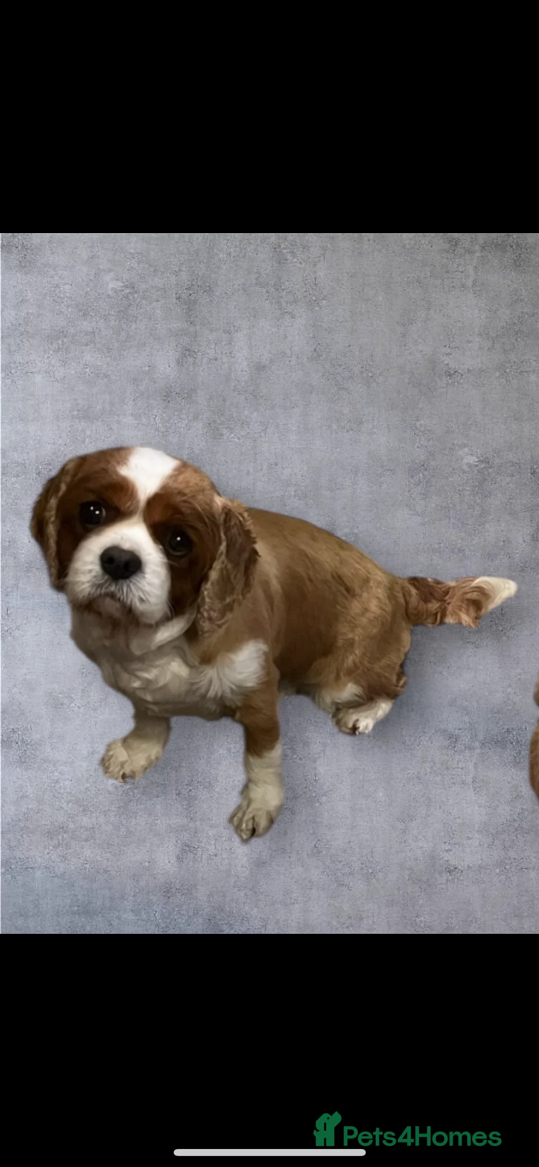 Cavalier King Charles Spaniel dogs for sale: 3 adult cavaliers (speyed)1 boy 2 girls  - Advert 8