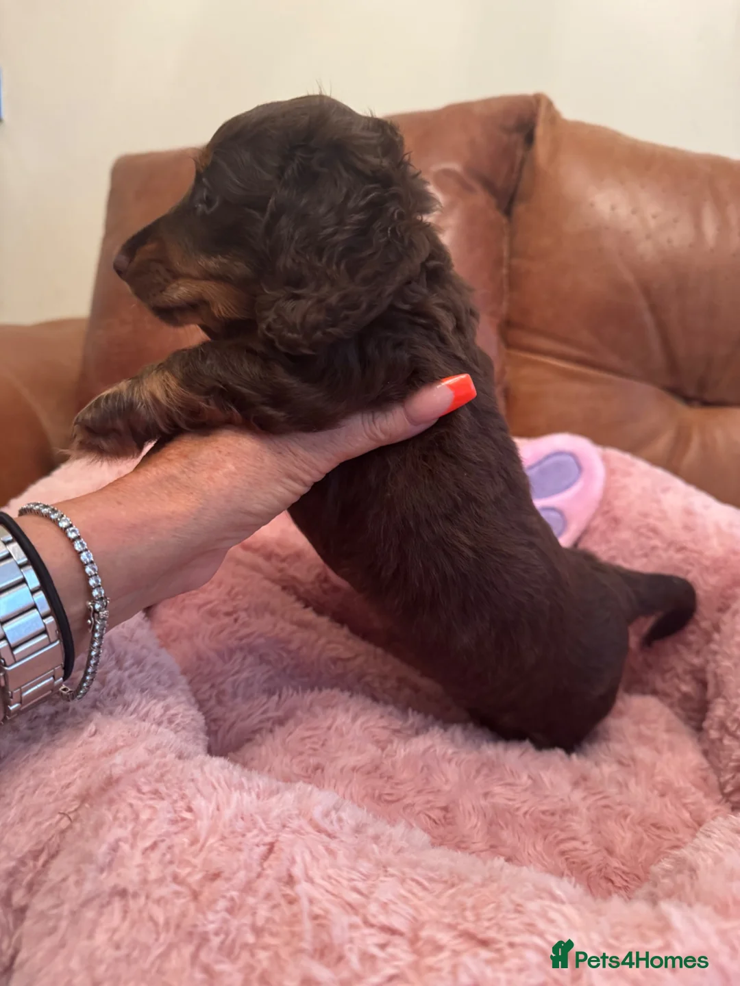 Miniature Dachshund dogs for sale: Miniature Dachshund  - Advert 2