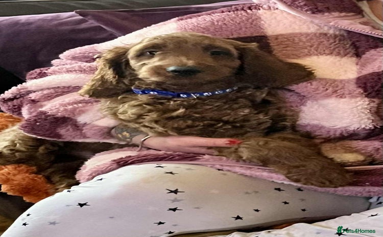 Goldendoodle dogs - Advert 1