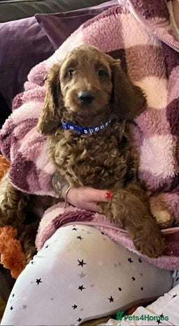 Goldendoodle dogs - Advert 1