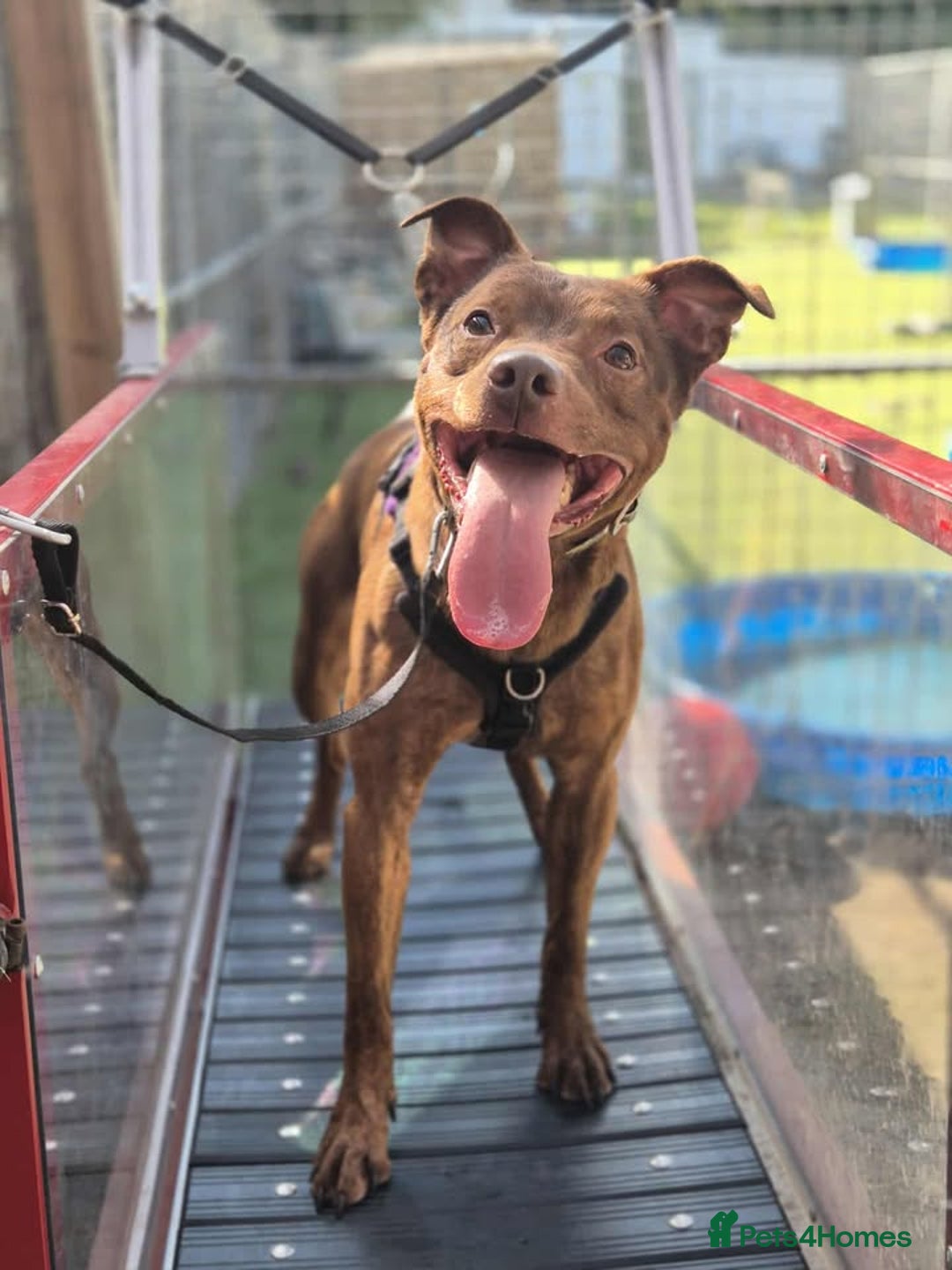 Mixed Breed dogs for adoption: MADDOX - YOUNG MALE STAFFIE CROSS in Newton Abbot - Image 6