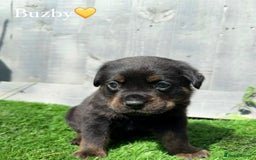 Mixed Breed dogs for sale: Gorgeous st weilers  - Image 2