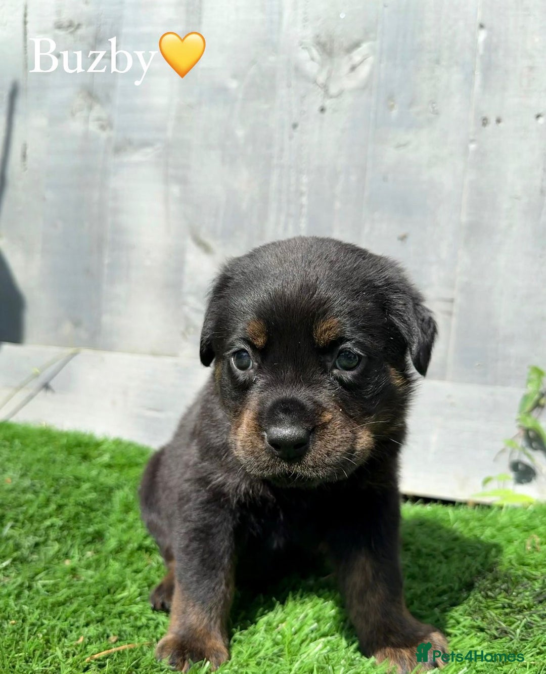 Mixed Breed dogs for sale: Gorgeous st weilers  - Image 2