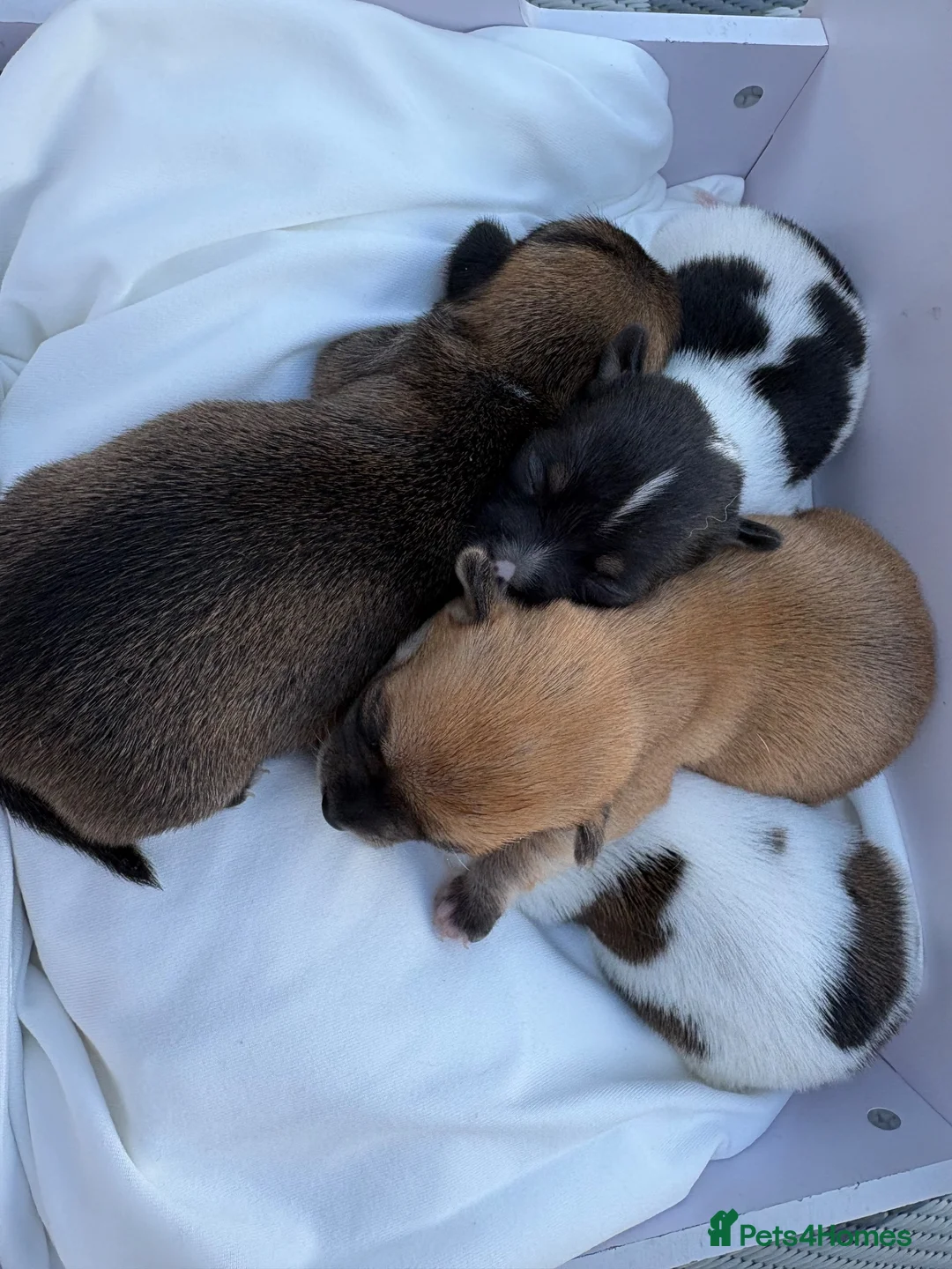 Chihuahua dogs for sale:  Puppy’s ❤️ - Advert 2
