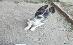 Akita dogs for sale: Akita puppy's ready now - Image 6