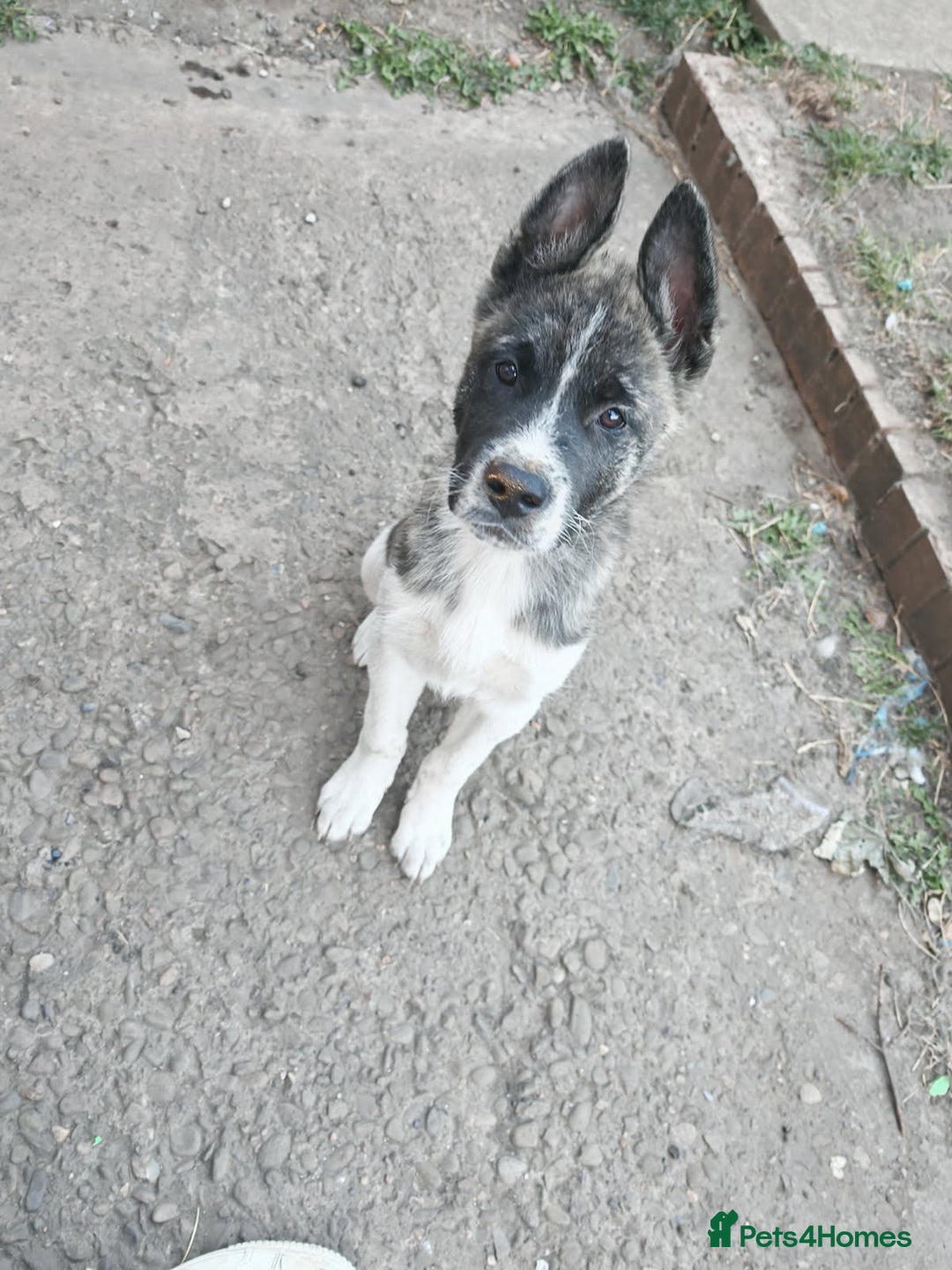 Akita dogs for sale: Akita puppy's ready now - Image 6