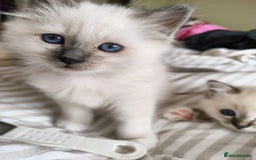 Birman cats for sale: Pedigree Birmans kittens for sale - Image 18