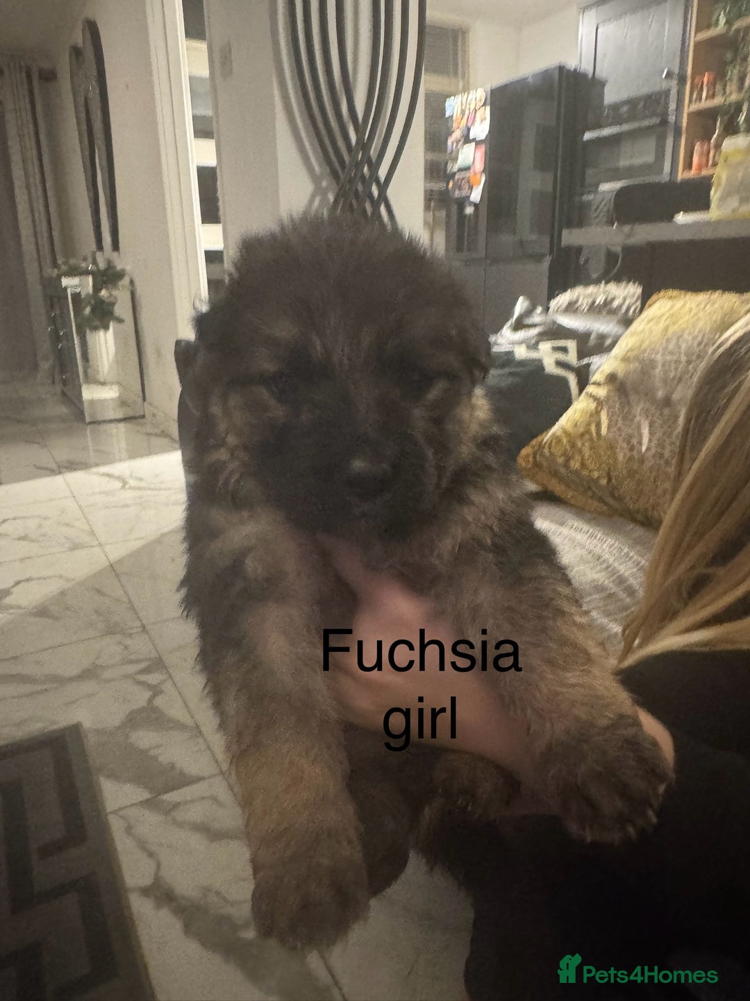 German Shepherd dogs for sale: Long haired German shepherd puppies  - Advert 10