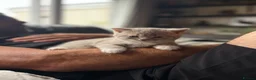 British Shorthair cats for sale: Stunning British shorthair kitten  - Advert 15