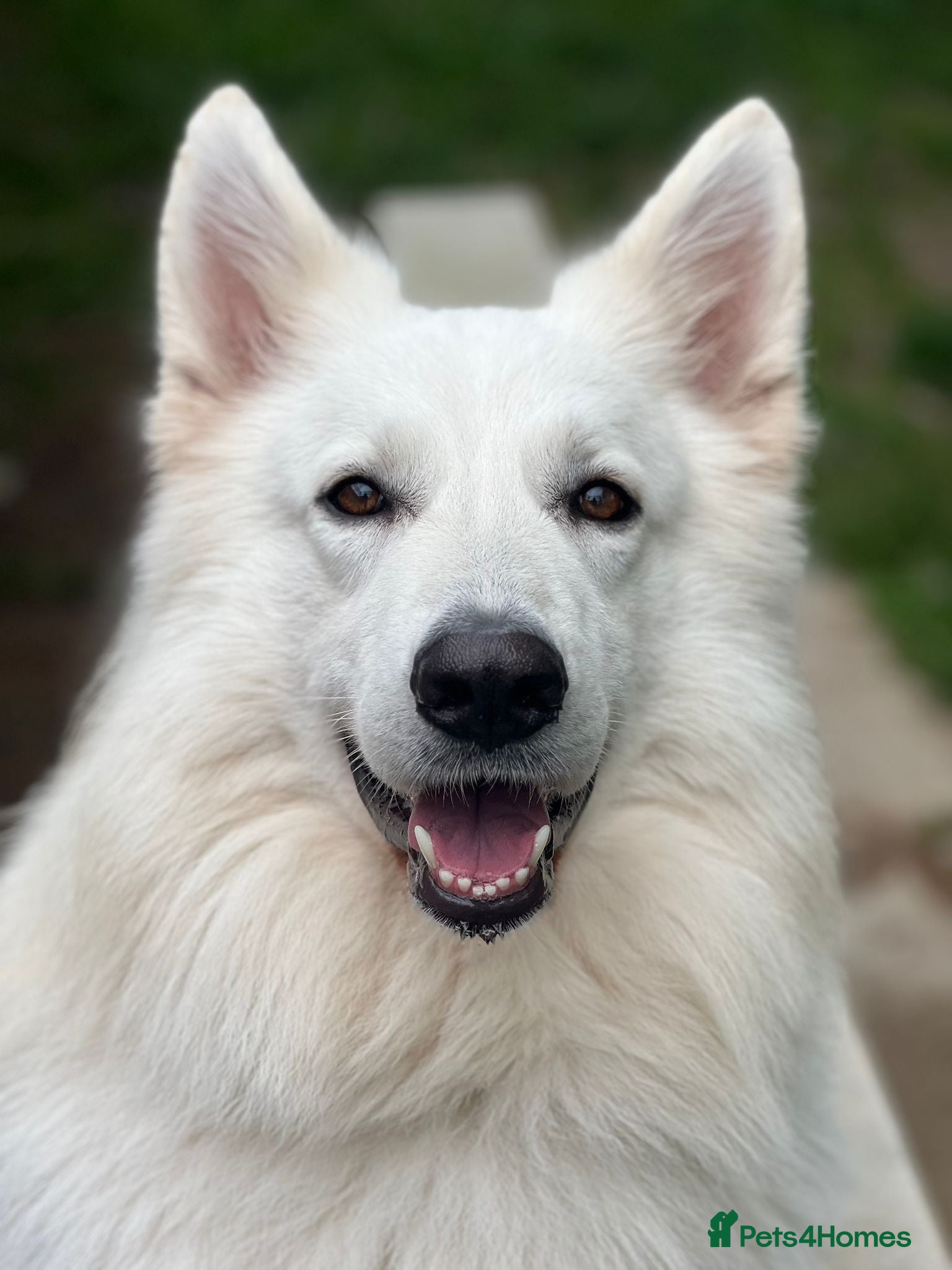 White Swiss Shepherd dogs Swiss white shepherds puppies  - Advert 2
