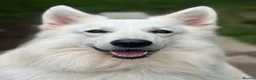 White Swiss Shepherd dogs for sale: Swiss white shepherds puppies  - Advert 4