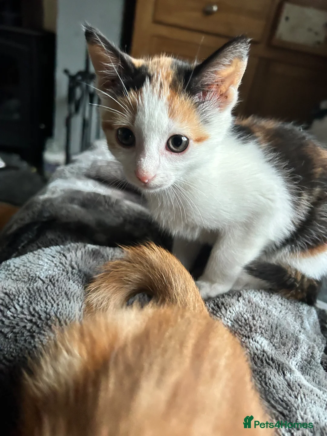 Mixed Breed cats for sale: 3 kittens. 2 female calico and one ginger male - Advert 2
