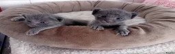 Korat cats for sale: Jasumik Korats  in Swansea - Advert 6