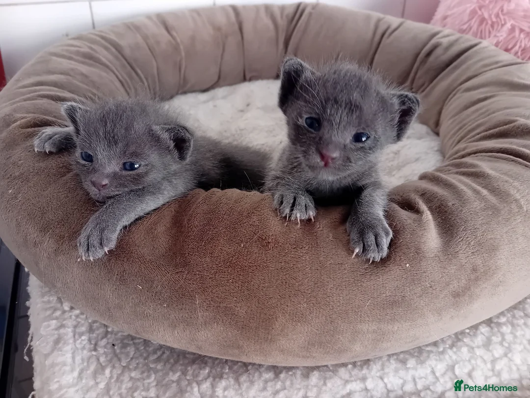 Korat cats for sale: Jasumik Korats  in Swansea - Advert 6