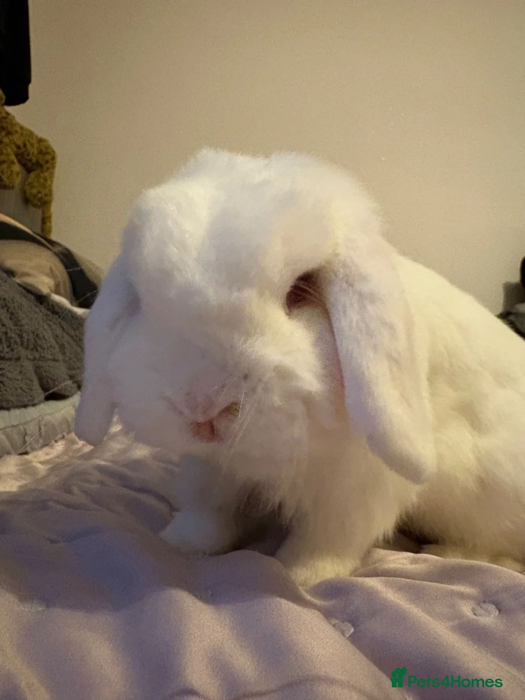 Mini Lop rabbits for sale: Mini lop for rehoming - Advert 4