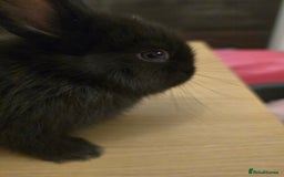 Netherland Dwarf rabbits for sale: Last baby girl Netherland Dwarf - Image 4