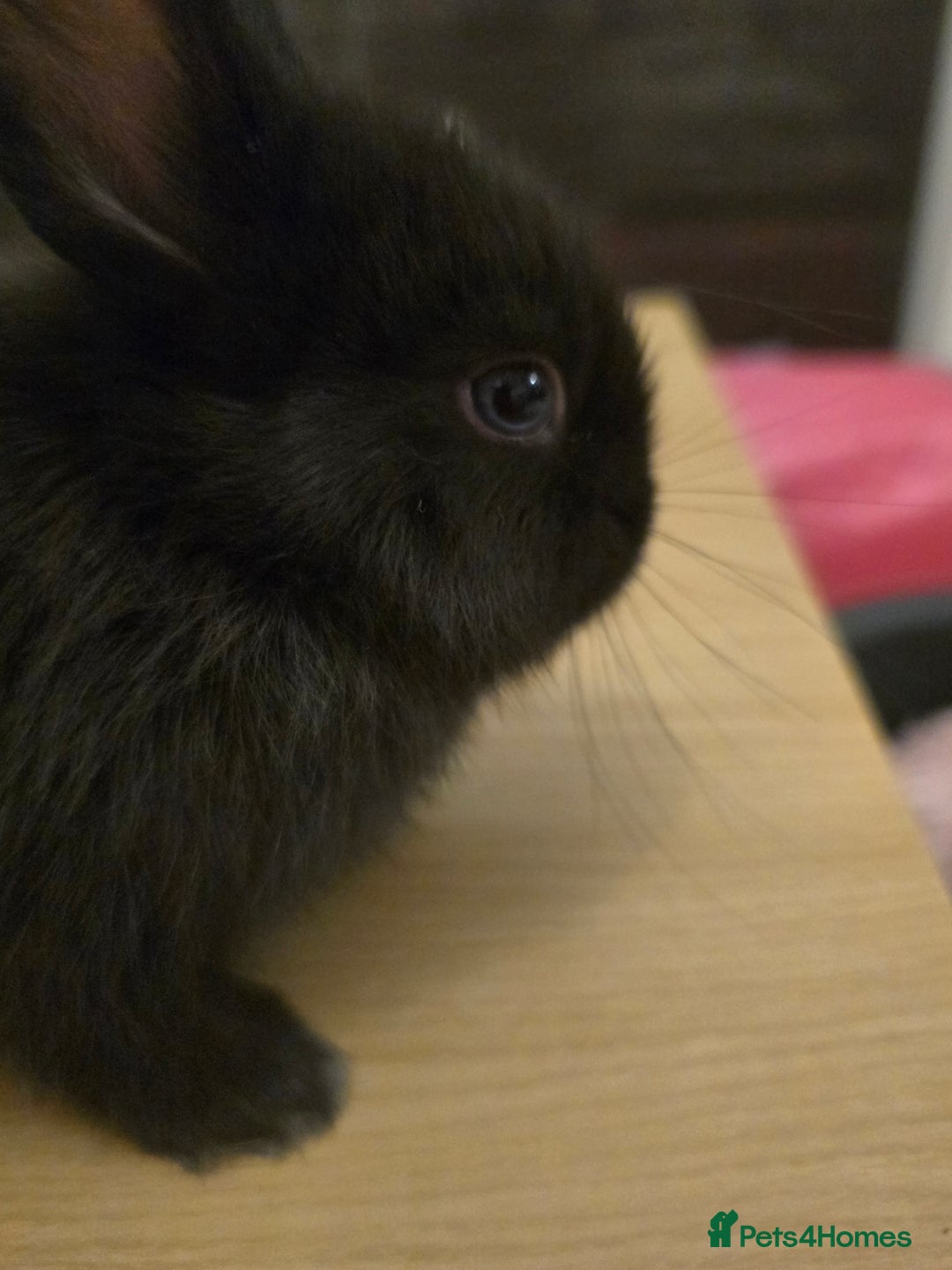 Netherland Dwarf rabbits for sale: Last baby girl Netherland Dwarf - Image 4