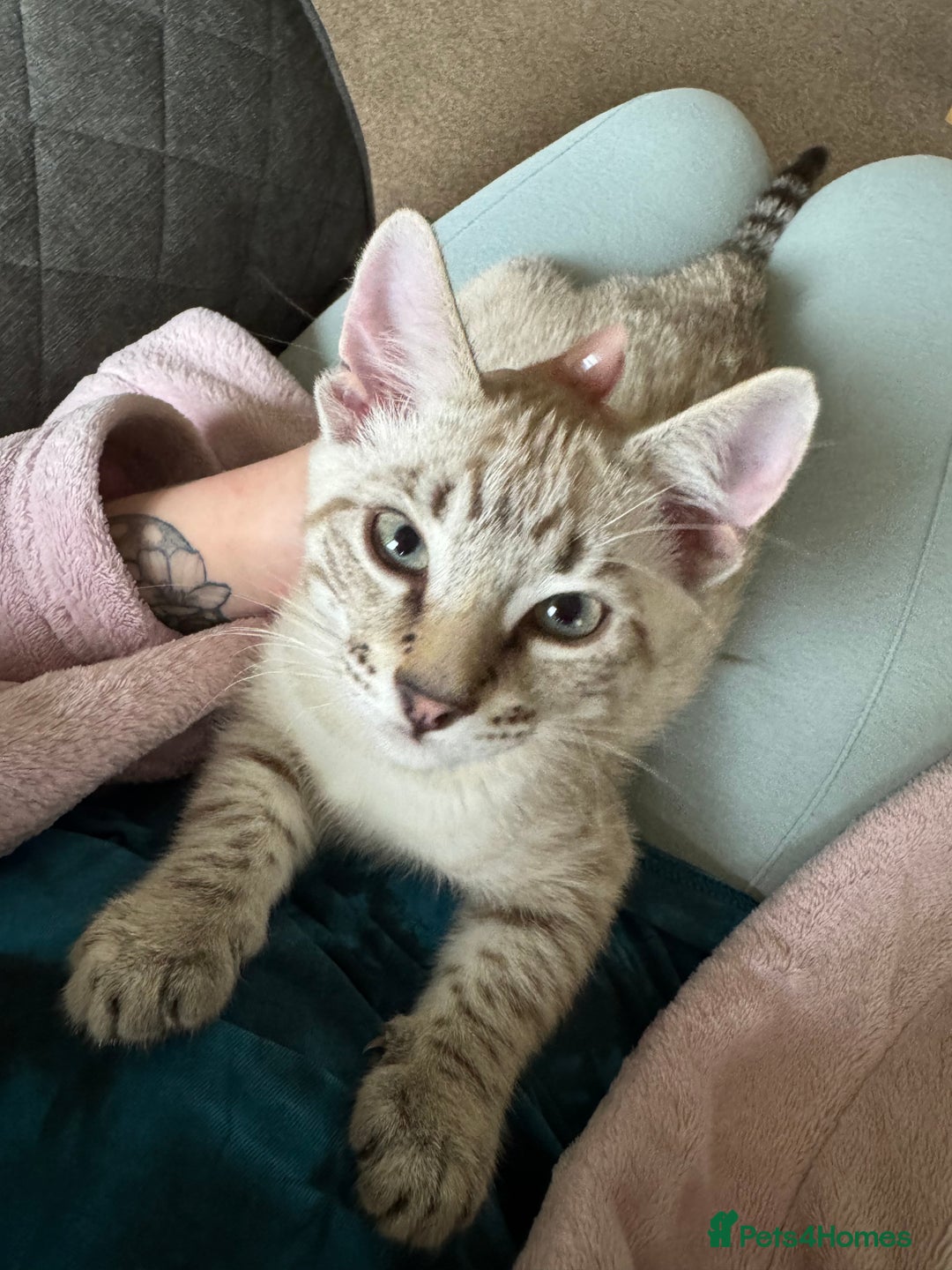 Bengal cats for sale: Snow Bengal Male  - Image 4