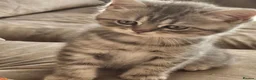 Persian cats for sale: Stunning female Persian kitten available now in Nelson - Advert 3