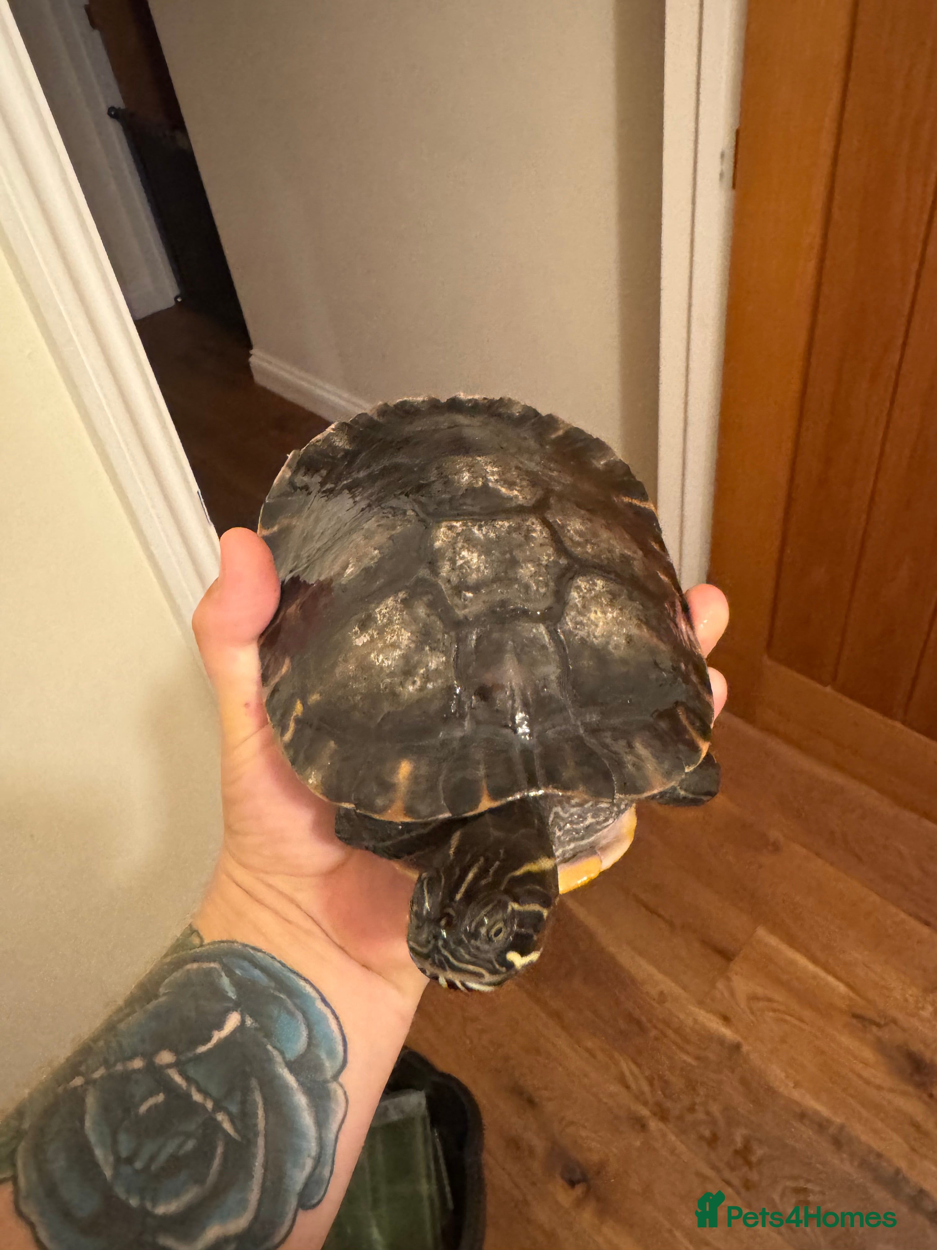 Terrapin reptiles Terrapin   River Cooter  - Advert 1