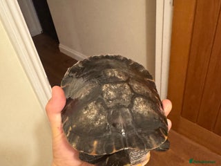 Terrapin reptiles Terrapin River Cooter - Advert 1