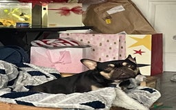 French Bulldog dogs for sale: French Bulldogs looking for FOREVER LOVING HOMES - Image 8