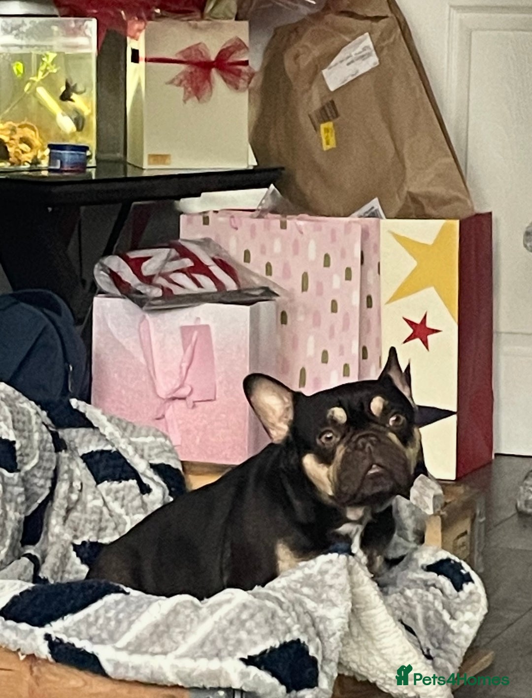 French Bulldog dogs for sale: French Bulldogs looking for FOREVER LOVING HOMES - Image 8