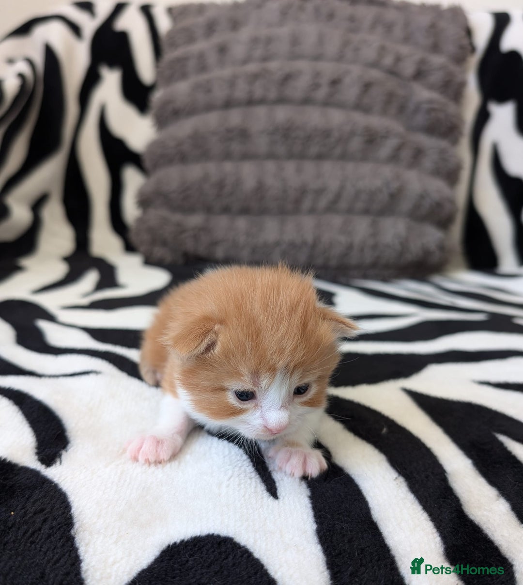 Mixed Breed cats for sale: Kittens  - Image 4