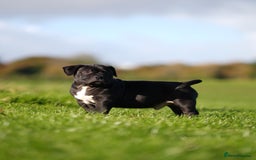 American Bully dogs for sale: 🏆Champion Cole pups 🏆 - Image 8