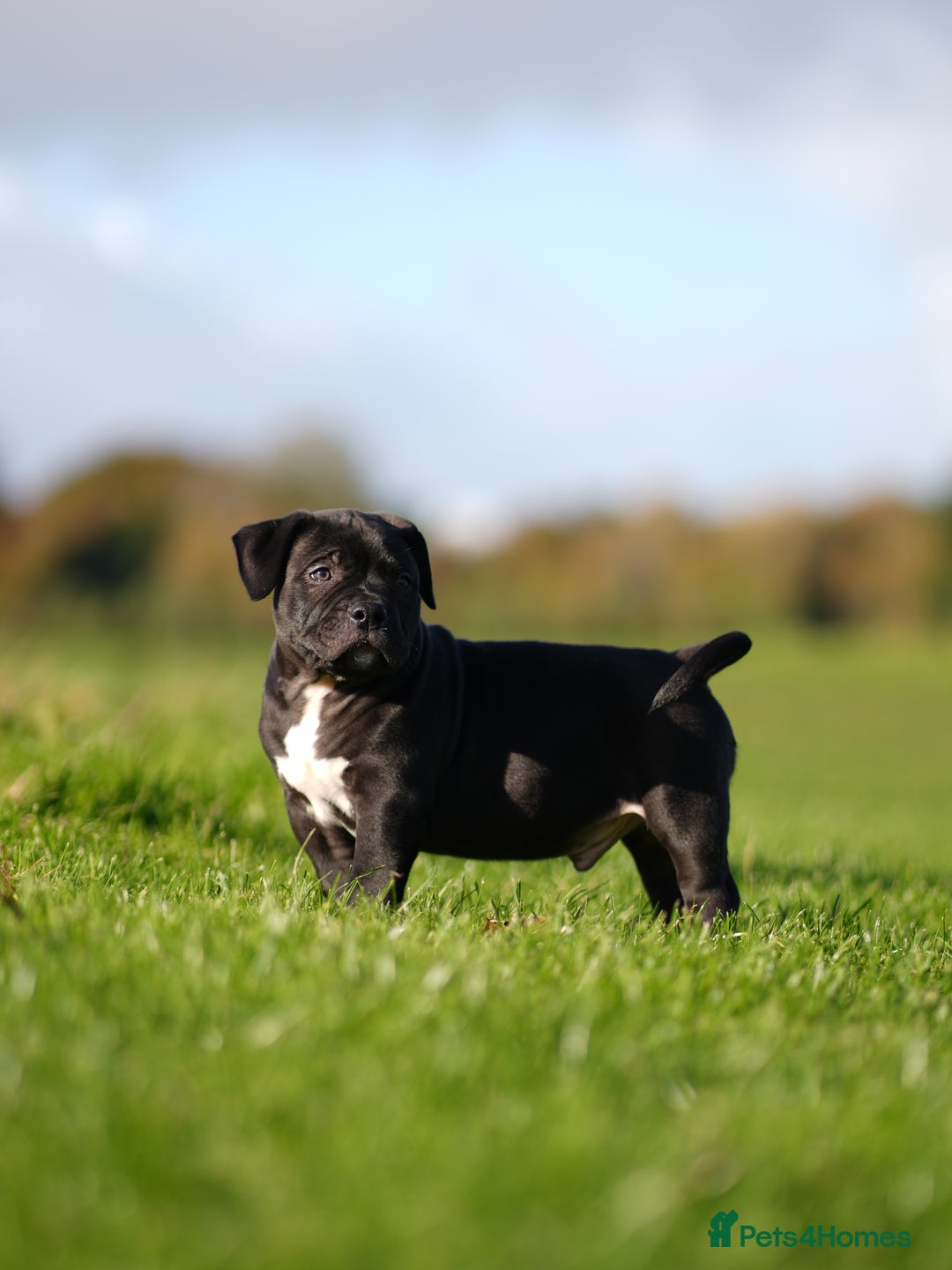 American Bully dogs for sale: 🏆Champion Cole pups 🏆 - Image 8