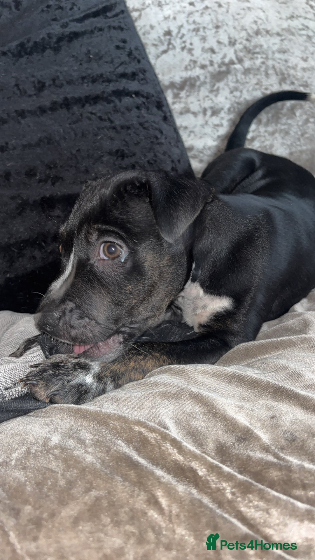 Mixed Breed dogs for sale: 9 week old bitch ready to leave  - Image 1