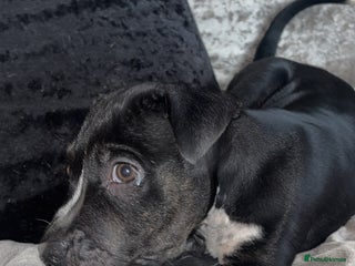 Mixed Breed dogs - Advert 25