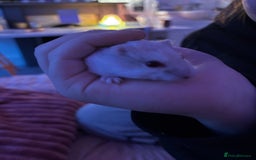 Hamster rodents for sale: Remi  - Image 3