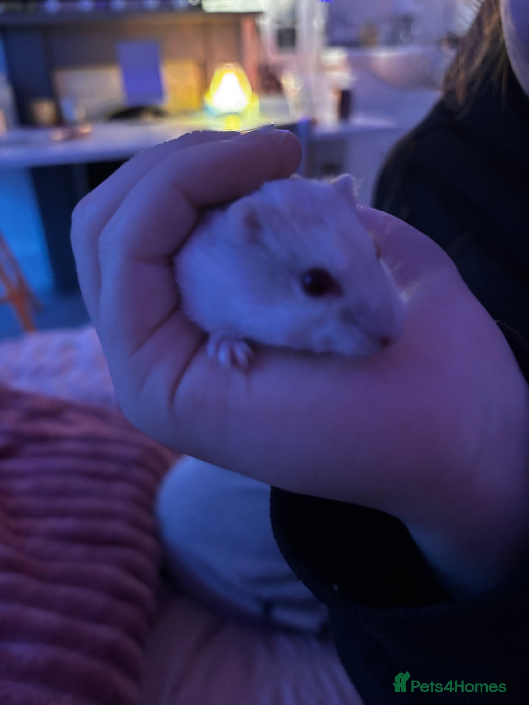 Hamster rodents for sale: Remi  - Image 3