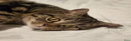 Mixed Breed cats for sale: Tabby kitten and mum - Advert 5