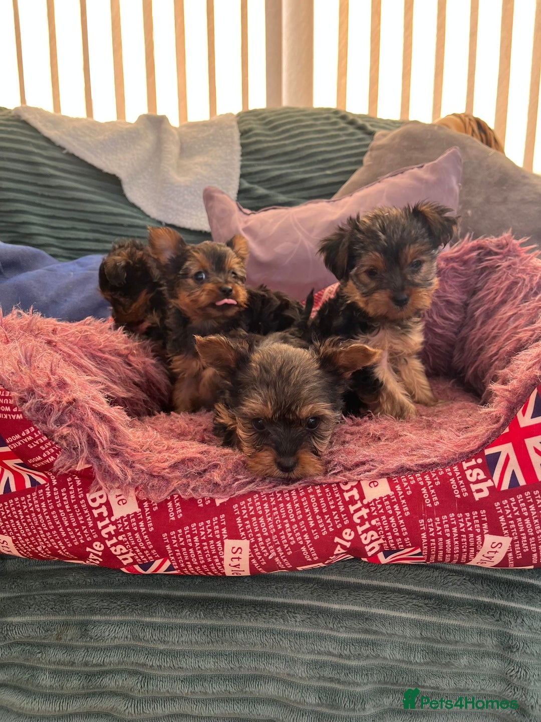 Yorkshire Terrier dogs for sale: Stunning Yorkshire terriers - Image 9