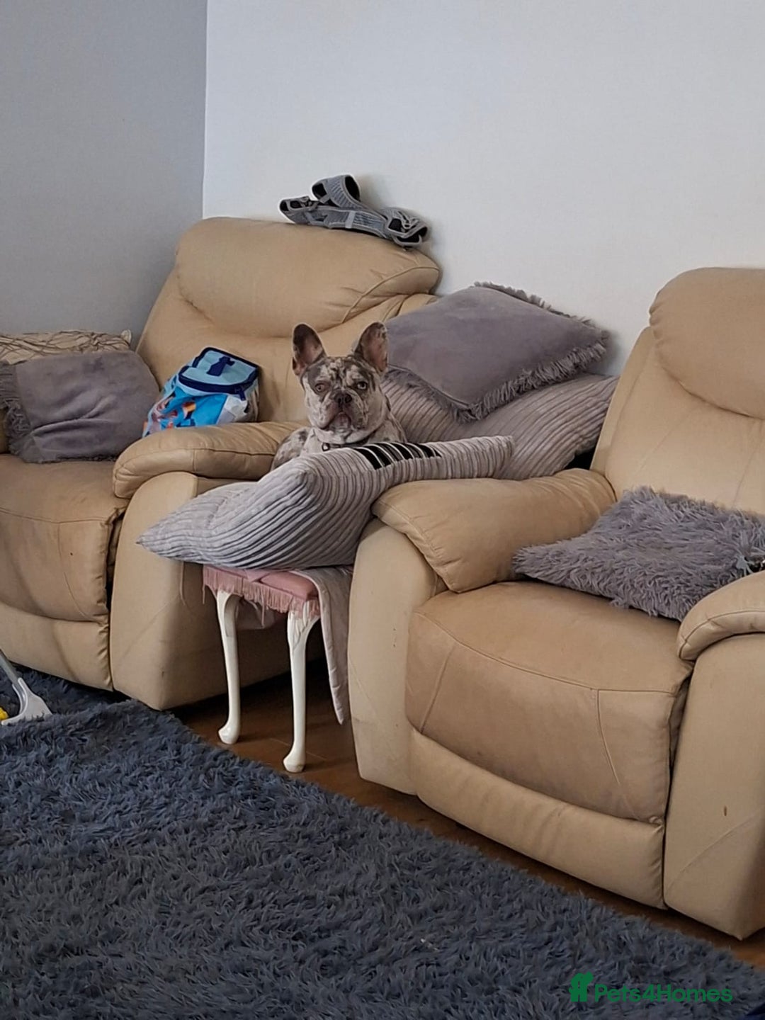 French Bulldog dogs for stud: Rolo Boy ready for the ladies 😍 - Image 15