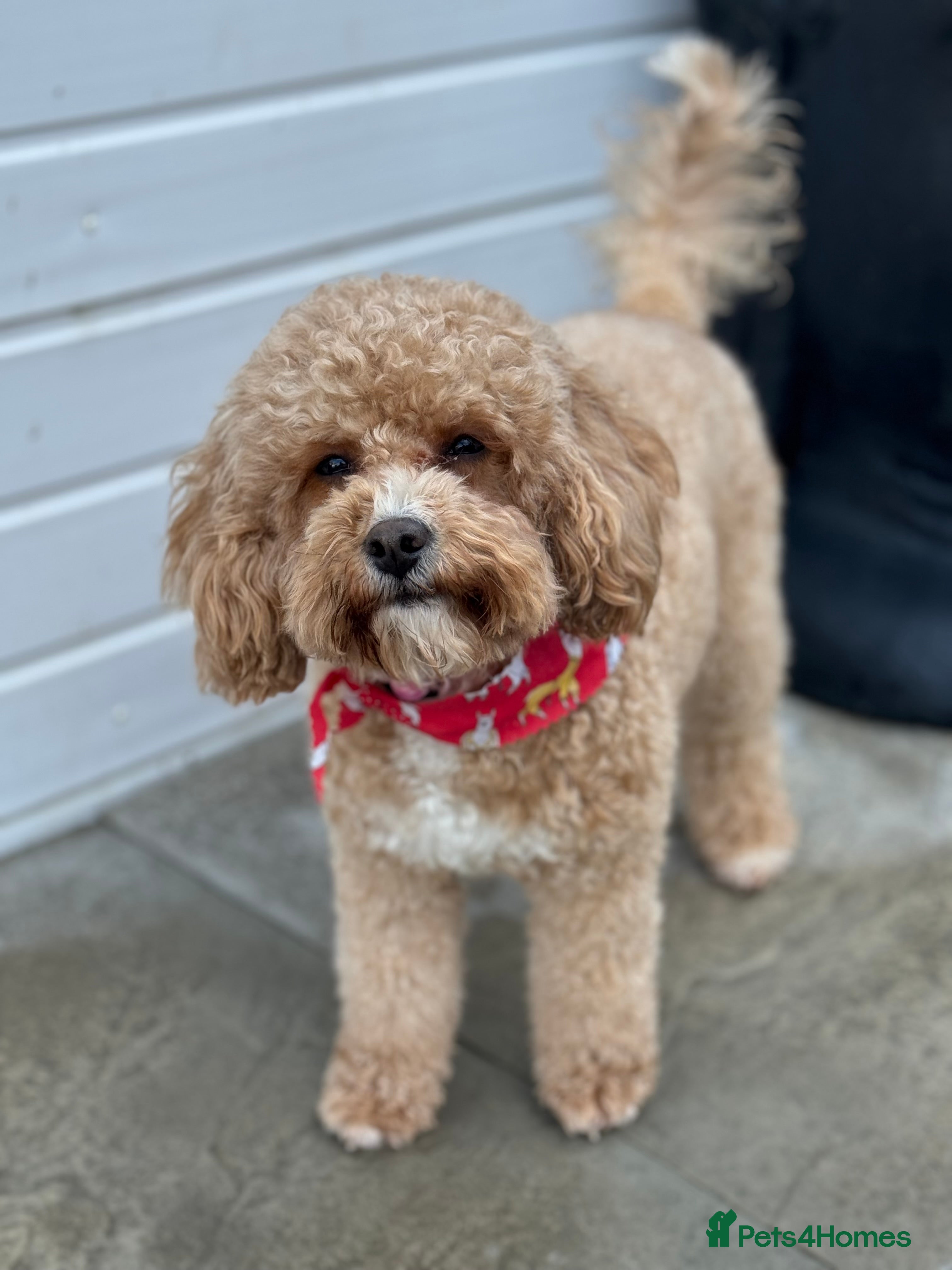 Cavapoo dogs Tiny cavapoo F1BB - ESA certified - Advert 1