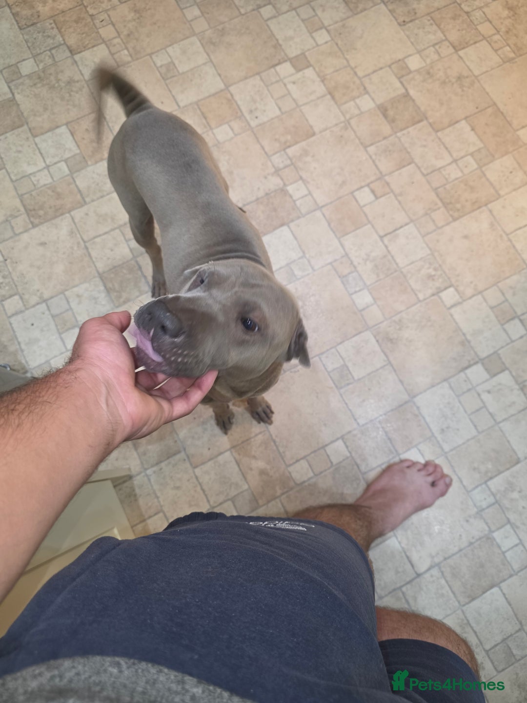 Shar Pei dogs for sale: Sharpei  - Image 2