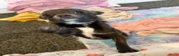 Chihuahua dogs for sale: Tiny  **  blue chihuahua female  - Advert 1