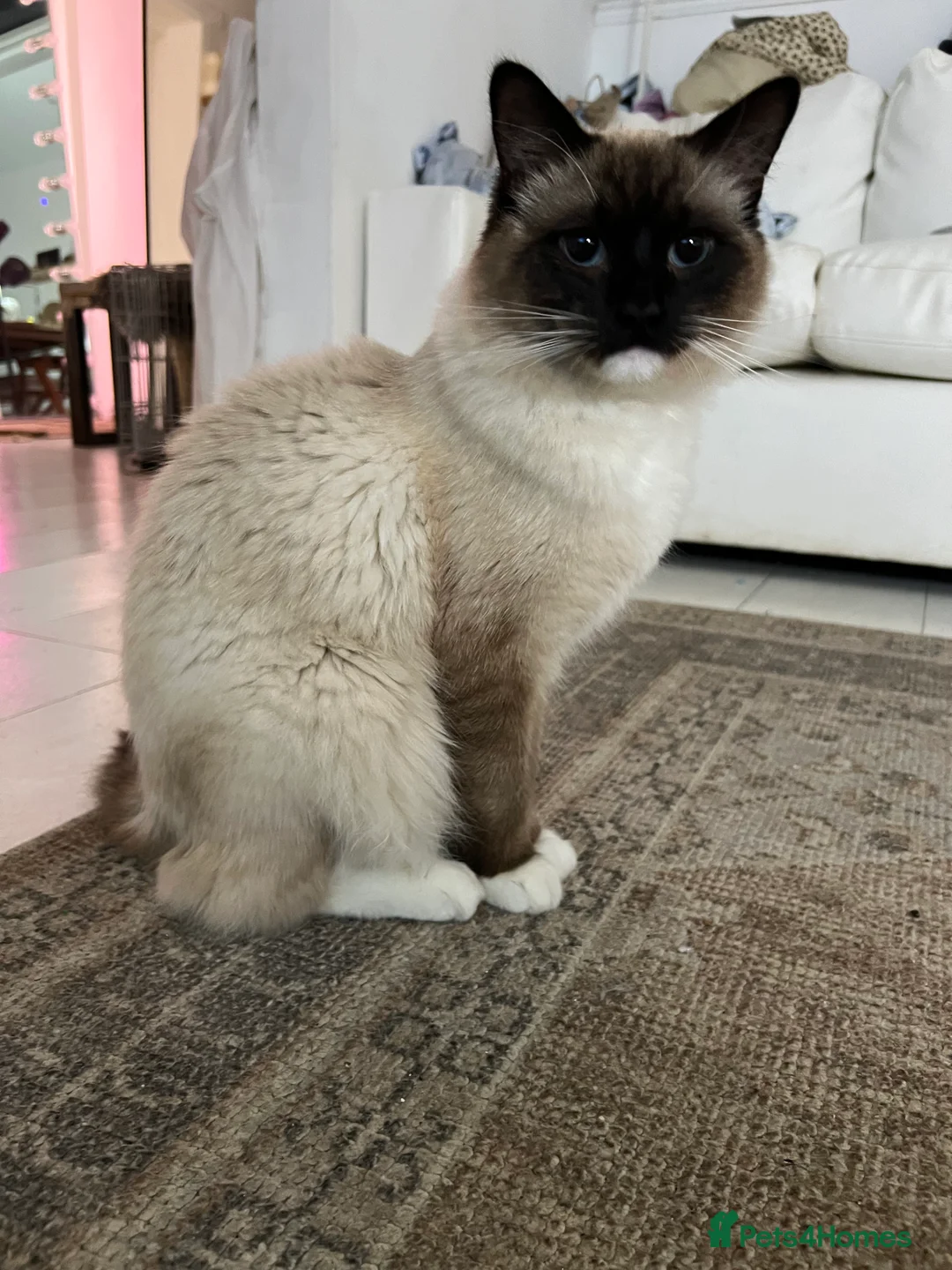 Ragdoll cats for sale: 7 month old large ragdoll male cat  in Heywood - Advert 2