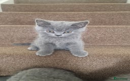 Scottish Fold cats for sale: Scottish & British Kittens for Sale - Image 3