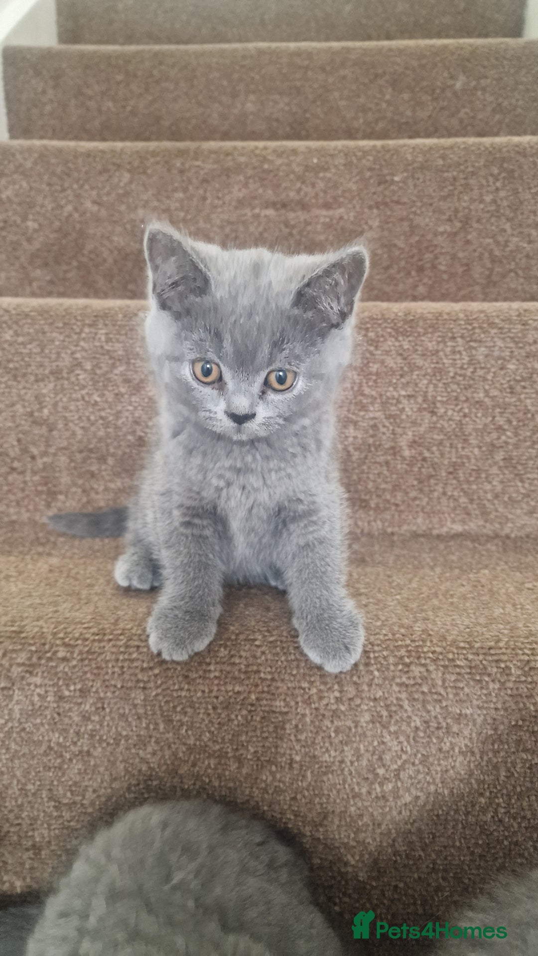 Scottish Fold cats for sale: Scottish & British Kittens for Sale - Image 3