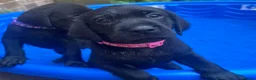 Labrador Retriever dogs for sale: Labrador Retriever KC puppies - Advert 1
