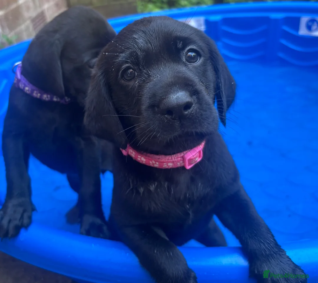 Labrador Retriever dogs for sale: Labrador Retriever KC puppies - Advert 1