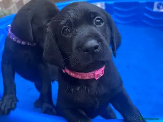 Labrador Retriever dogs Labrador Retriever KC puppies - Advert 3