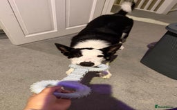 Border Collie dogs for sale: Border collie for rehome - Advert 3