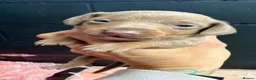 Miniature Dachshund dogs for sale: Miniature smooth haired  - Advert 4