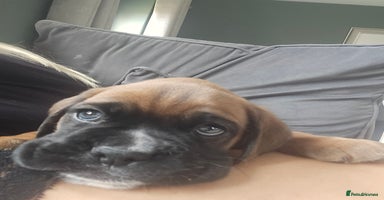 Boxer dogs - Advert 6