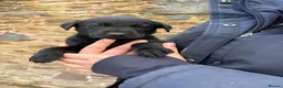 Labrador Retriever dogs for sale: Quality KC Reg Black Labrador Puppies, Ready Now in Dronfield - Advert 4